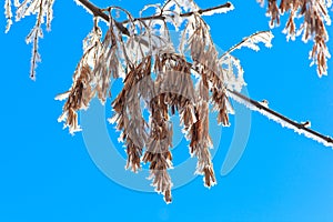 Seeds of an ash-tree.