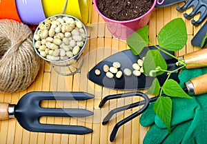 Seeds and bean sprouts with gardening tools.