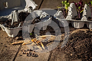 Seeds being planted into cardboard egg carton outside on garden bench. Self sufficiency at home