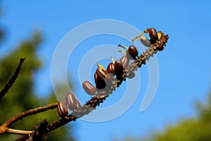 Seeds of bitter aloe (a. ferox), native to southern Africa