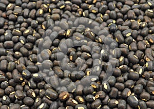 Seeds of black gram photo