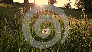 Seeds Blowing off Dandelion in the Breeze at Sunset in a Meadow in Enniskerry