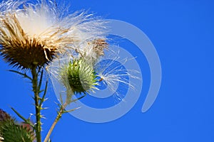 Seeds Breaking Free