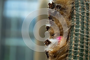 The seeds of the cactus are pollinated. photo