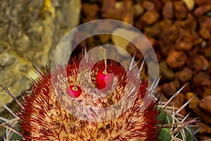 The seeds of the cactus are pollinated. photo