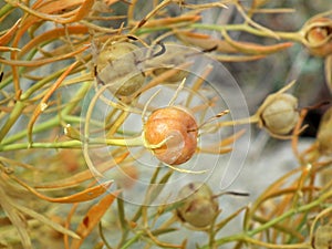 Seeds capsule of wild Rue or Peganum harmala