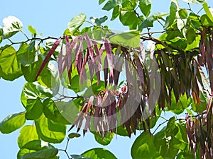 the seeds of Cercis chinensis photo