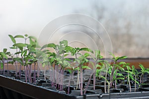 Seeds of cherry tomatoes harvested in container exposed to the sun in the greenhouse