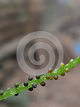 seeds of Chinese betel plants or watercress (Peperomia pellucida).