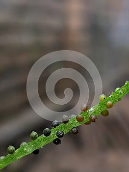 seeds of Chinese betel plants or watercress (Peperomia pellucida).