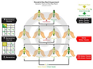 Seeds color Genetic Trait Pea Plant Mendel Experiment Infographic Diagram