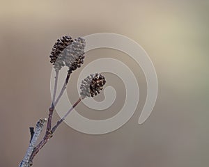 Seeds of the common alder photo