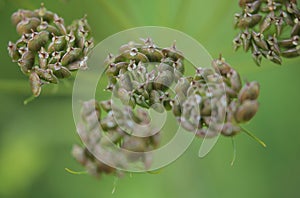 Seeds of the common hogweed (Heracleum sphondylium)