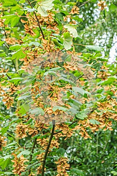 Seeds of the Common Maple, Acer pseudoplatanus