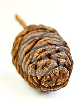 Seeds cones giant sequoia tree