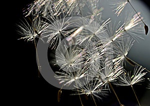 Seeds of dandelion