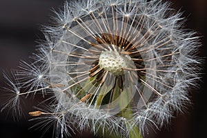 The seeds of the dandelion