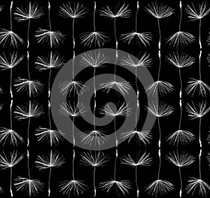 Seeds of dandelion on black background - pattern