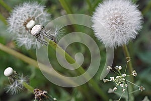 Seeds of dandelion, dandelion