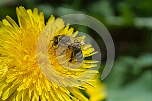 Seeds of dandelion, dandelion