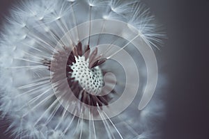 Seeds of dandelion in macro