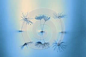 Seeds of dandelion in water with reflection. Macro with dandelions.