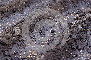 seeds in diagonal seedbed, planting seeds garden, chernozem or black soil, springtime farm works, ground close-up photo