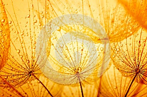 Seeds with drops