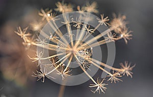 Seeds on a dry dill plant.