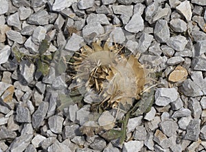 Seeds of a dwarf thistle flower