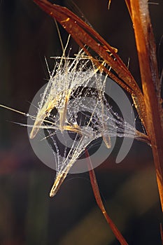 Seeds emitting from grass