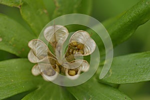 Seeds from Eranthis hyemalis