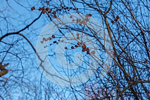 Seeds of Exochorda korolkowii in autumn against a blue sky. Exochorda albertii is a species of rose bush native to Asia