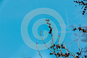 Seeds of Exochorda korolkowii in spring against a blue sky. Exochorda albertii is a shrub rose native to Asia