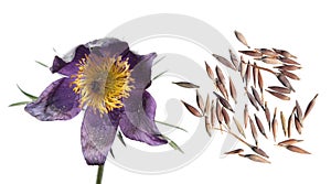 Seeds and flowers of Eastern pasqueflower or Pulsatilla patens isolated on white background