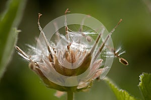 Seeds flyaway