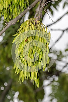 Seeds of Fraxinus excelsior, popularly known as keys or helicopter seeds, are a type of fruit known as a samara