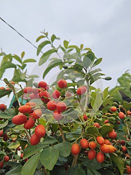 The seeds of the fruit of the kemuning tree