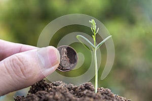 Seeds in the garden. green field Agriculture, save money concept