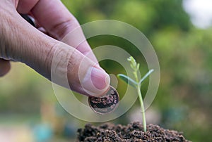 Seeds in the garden. green field Agriculture, save money concept