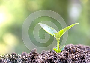 Seeds in the garden. green field Agriculture, save money concept