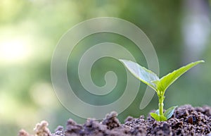 Seeds in the garden. green field Agriculture, save money concept