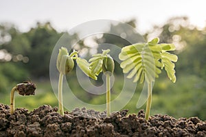 Seeds in the garden. green field Agriculture, save money concept