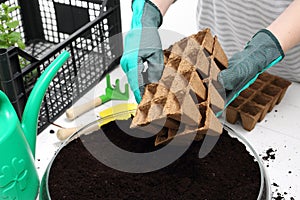 Seeds, gardener prepares the seedlings