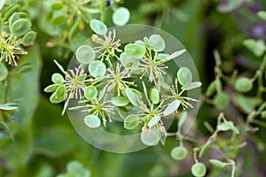 Seeds of a garlic cress, Peltaria alliacea