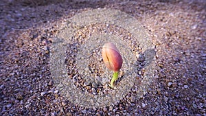 The seeds germinate from the ground that is naturally beautiful and moist