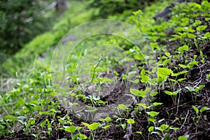 Seeds Growing into Green Plants in Rocky Mountain National Park