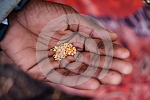 Seeds in Hand