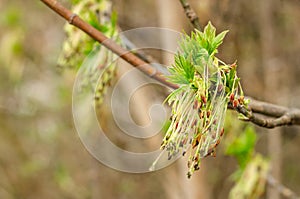 Seeds in hanging earrings of maple tree blooming flower and fresh new greenery in spring