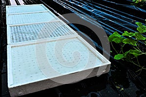 The seeds in the holes of the sponge are placed in a foam tray